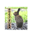 野生うさぎのぴょんすけの日常～敬語含む～（個別スタンプ：1）