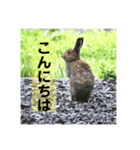 野生うさぎのぴょんすけの日常～敬語含む～（個別スタンプ：2）