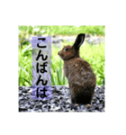 野生うさぎのぴょんすけの日常～敬語含む～（個別スタンプ：3）