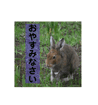 野生うさぎのぴょんすけの日常～敬語含む～（個別スタンプ：4）