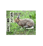 野生うさぎのぴょんすけの日常～敬語含む～（個別スタンプ：5）