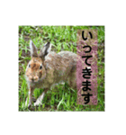 野生うさぎのぴょんすけの日常～敬語含む～（個別スタンプ：6）