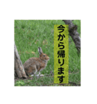 野生うさぎのぴょんすけの日常～敬語含む～（個別スタンプ：7）