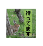 野生うさぎのぴょんすけの日常～敬語含む～（個別スタンプ：8）