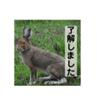 野生うさぎのぴょんすけの日常～敬語含む～（個別スタンプ：9）