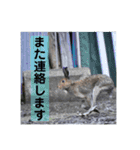 野生うさぎのぴょんすけの日常～敬語含む～（個別スタンプ：10）