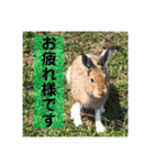 野生うさぎのぴょんすけの日常～敬語含む～（個別スタンプ：11）