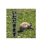 野生うさぎのぴょんすけの日常～敬語含む～（個別スタンプ：12）