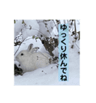 野生うさぎのぴょんすけの日常～敬語含む～（個別スタンプ：13）