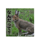 野生うさぎのぴょんすけの日常～敬語含む～（個別スタンプ：15）
