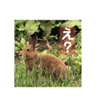 野生うさぎのぴょんすけの日常～敬語含む～（個別スタンプ：16）