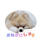 ポメの日常シンプルスタンプ（個別スタンプ：3）