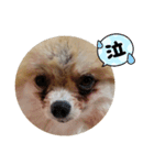 ポメの日常シンプルスタンプ（個別スタンプ：6）