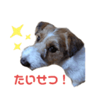 ジャックラッセル元気なてっちゃん（個別スタンプ：8）