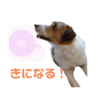 ジャックラッセル元気なてっちゃん（個別スタンプ：9）
