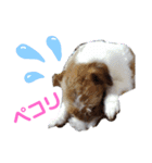 ジャックラッセル元気なてっちゃん（個別スタンプ：14）