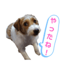 ジャックラッセル元気なてっちゃん（個別スタンプ：17）