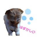 ジャックラッセル元気なてっちゃん（個別スタンプ：18）