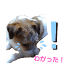 ジャックラッセル元気なてっちゃん（個別スタンプ：22）