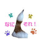 ジャックラッセル元気なてっちゃん（個別スタンプ：24）