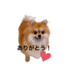 こた！！！（個別スタンプ：1）
