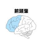 脳の部位（個別スタンプ：3）