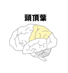 脳の部位（個別スタンプ：5）
