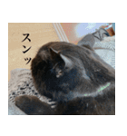 猫のもく3（個別スタンプ：4）