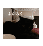 猫のもく3（個別スタンプ：5）