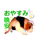 癒しモルモット天竺鼠CHOCO Families（個別スタンプ：5）
