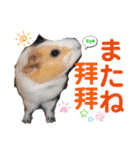 癒しモルモット天竺鼠CHOCO Families（個別スタンプ：7）