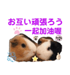 癒しモルモット天竺鼠CHOCO Families（個別スタンプ：11）