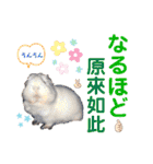 癒しモルモット天竺鼠CHOCO Families（個別スタンプ：12）