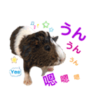 癒しモルモット天竺鼠CHOCO Families（個別スタンプ：14）