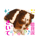 癒しモルモット天竺鼠CHOCO Families（個別スタンプ：18）