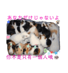 癒しモルモット天竺鼠CHOCO Families（個別スタンプ：19）