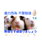 癒しモルモット天竺鼠CHOCO Families（個別スタンプ：24）