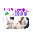癒しモルモット天竺鼠CHOCO Families（個別スタンプ：36）