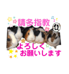 癒しモルモット天竺鼠CHOCO Families（個別スタンプ：40）