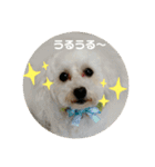 プードルのひなたちゃん（個別スタンプ：1）