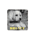 プードルのひなたちゃん（個別スタンプ：10）