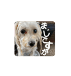プードルのひなたちゃん（個別スタンプ：12）