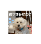 プードルのひなたちゃん（個別スタンプ：16）