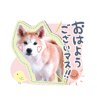 秋田犬の小麦ちゃん（個別スタンプ：1）