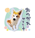 秋田犬の小麦ちゃん（個別スタンプ：5）