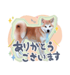 秋田犬の小麦ちゃん（個別スタンプ：7）