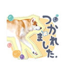 秋田犬の小麦ちゃん（個別スタンプ：10）