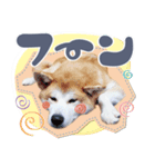 秋田犬の小麦ちゃん（個別スタンプ：13）