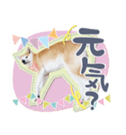 秋田犬の小麦ちゃん（個別スタンプ：14）