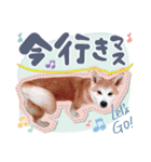 秋田犬の小麦ちゃん（個別スタンプ：15）